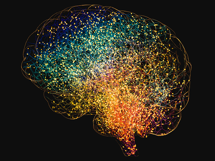 Human brain illustration