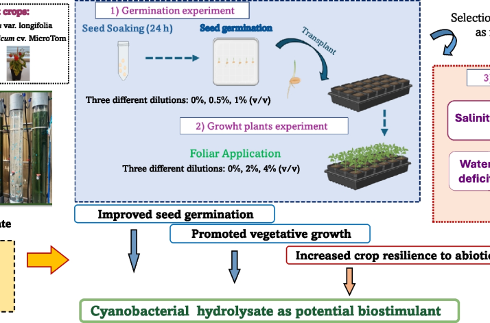 Biocrust-derived Cyanobacterial Hydrolysate: A Sustainable Approach to Boosting Crop Growth and Stress Tolerance