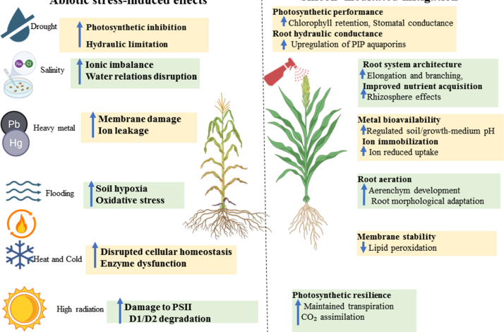 Silicon at the Frontline: Enhancing Plant Multistress Tolerance