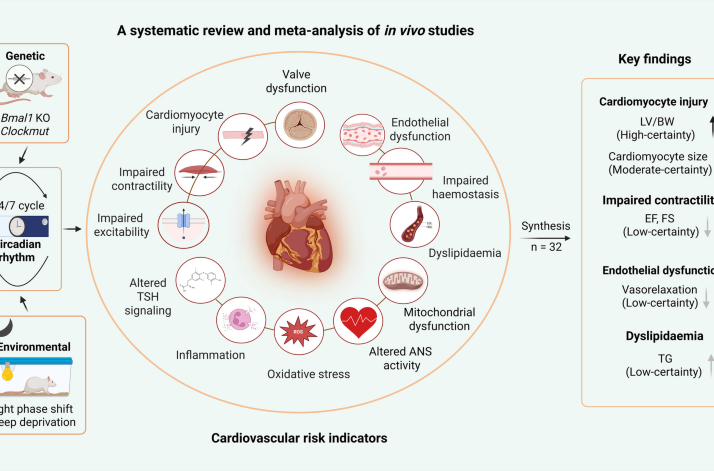 Circadian rhythm disruption in cardiovascular disease: a systematic review and meta-analysis of mechanistic evidence from animal models