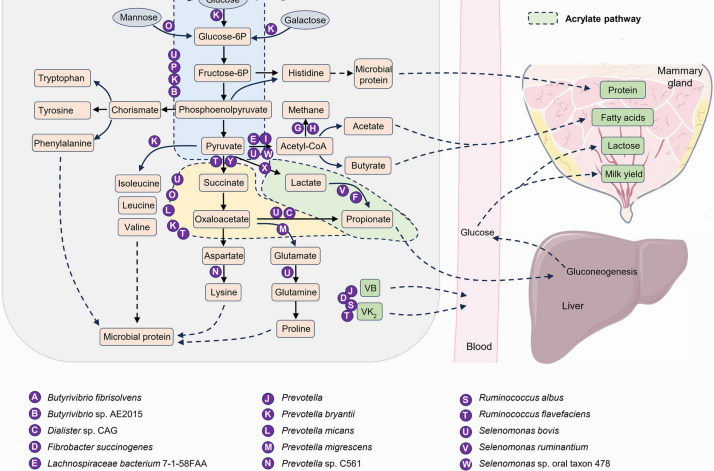 Ruminal dysbiosis-induced mastitis: new insight into the pathogenesis of mastitis