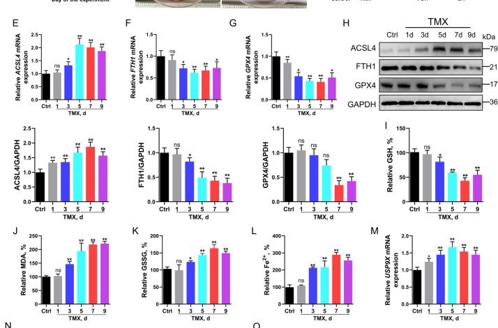 USP9X-triggered ferroptosis mediates follicular atresia via deubiquitinating Beclin1 in chicken