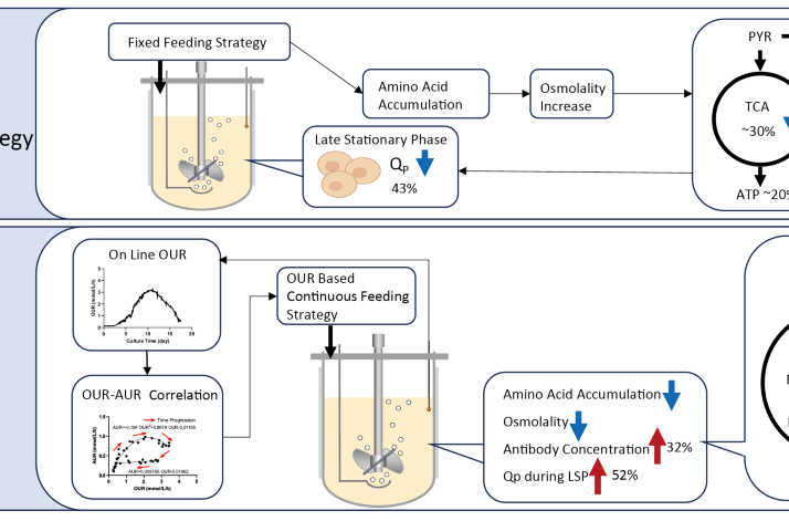 Integrating real-time OUR monitoring with adaptive feeding for enhanced antibody production