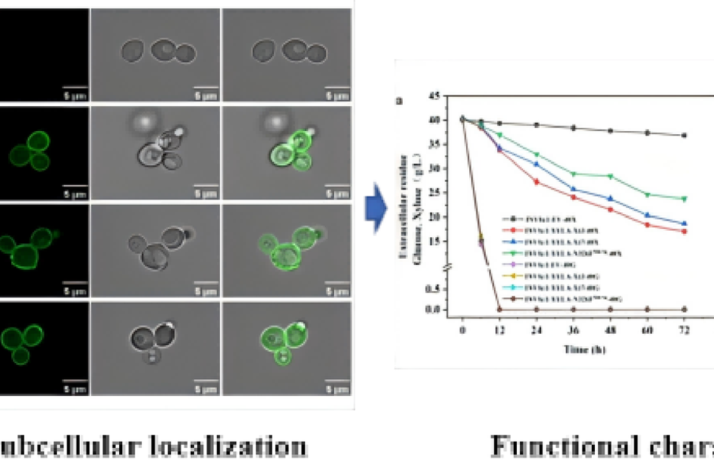 Resurrection and characterization of ancestral xylose transporters enhance the capability of xylose uptake in the mixed sugar co-fermentation of Recombinant Saccharomyces cerevisiae