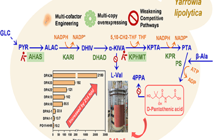 Metabolic engineering of Yarrowia lipolytica targeting bottlenecks to boost D-Pantothenic acid biosynthesis