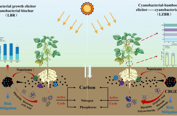 Coupled rhizosphere application of cyanobacteria-bamboo acid hydrolysis extract and cyanobacterial biochar enhances soil health and crop quality
