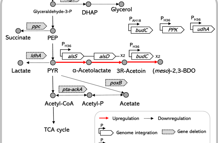 Engineering of Corynebacterium glutamicum for the enhanced production of optically pure (meso)-2,3-butanediol