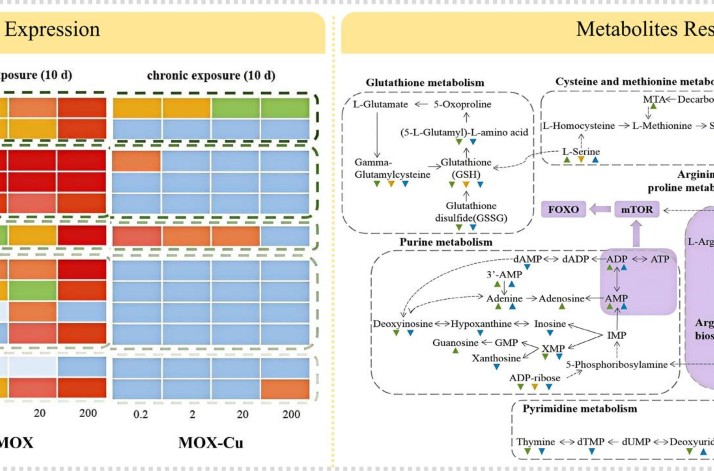 The triggered antioxidant response and corresponding metabolomics expression of Caenorhabditis elegans for chronic exposure to moxifloxacin and t…