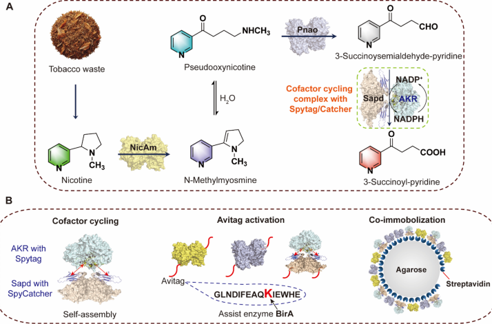 Proximity-enhanced co-immobilized enzyme cascade for efficient bioconversion of nicotine to 3-succinoylpyridine