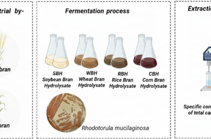 Sustainable carotenoid production using amylaceous agro-industrial byproducts: process efficiency and environmental assessment