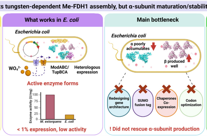 Heterologous production of tungsten-dependent formate dehydrogenase I from Methylorubrum extorquens in Escherichia coli reveals α-subunit maturat…