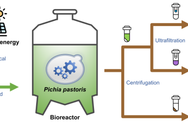 Tri-valorization of methanol in a single bioreactor: co-production of enzyme, chemical, and single-cell protein using engineered Pichia pastoris …