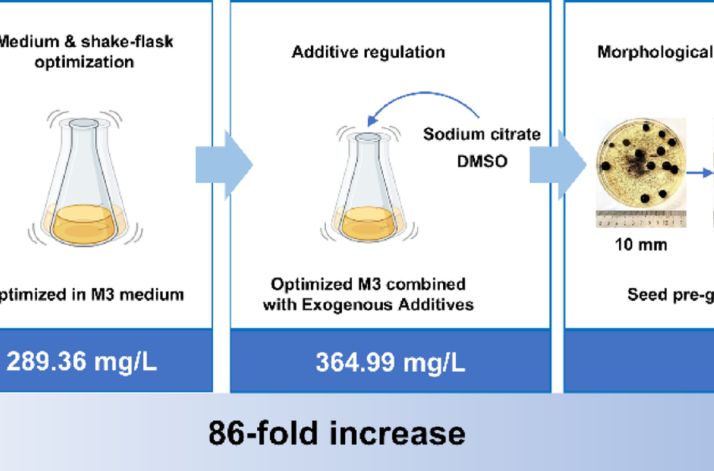 Enhanced production of phomapyrrolidone a through culture-condition optimization and morphological regulation in Didymella sp. FATR0054