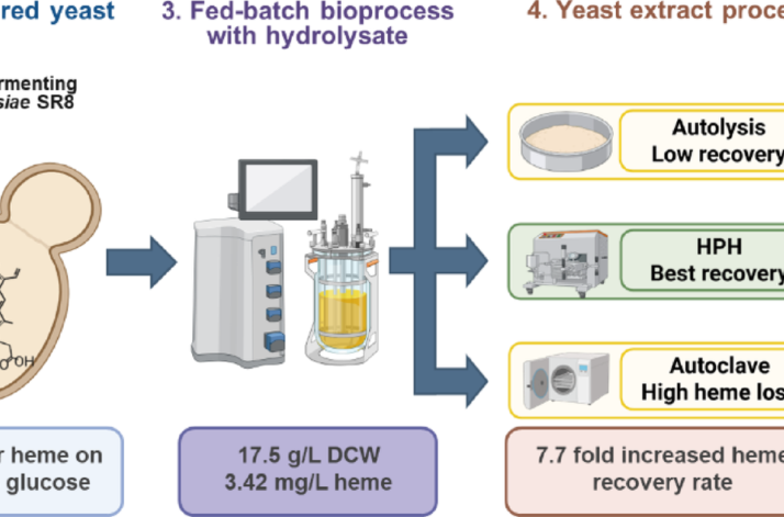 Valorization of Miscanthus × giganteus hydrolysates into heme-enriched yeast biomass and extract using xylose-fermenting Saccharomyces cerevisiae