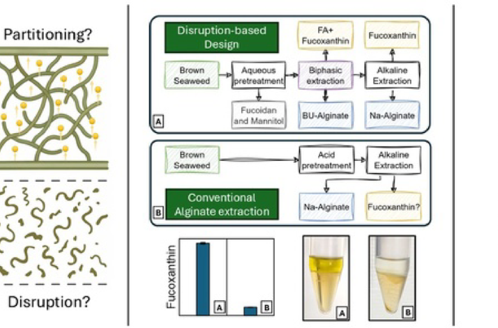 Disruption or partitioning? Deep eutectic solvent biphasic systems for integrated seaweed biorefineries