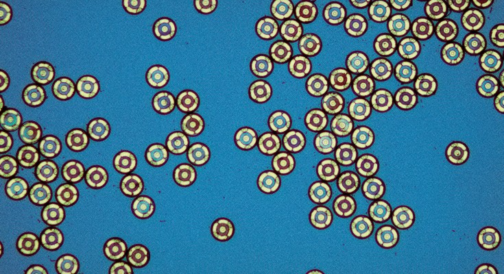 Optical microscopy image of the microLED chips.