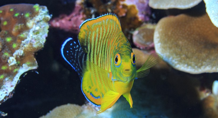 angelfish