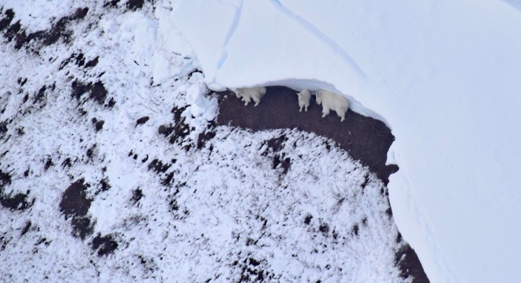 Mountain goat foraging following a glide avalanche