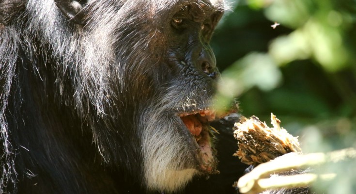 Waibira eastern chimpanzees feeding on decaying wood and clay in the Budongo central forest reserve