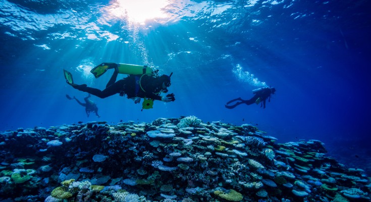 Divers swimming over a section of the Scott Reefs. 