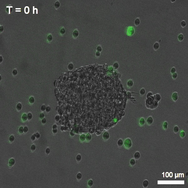 spheroids