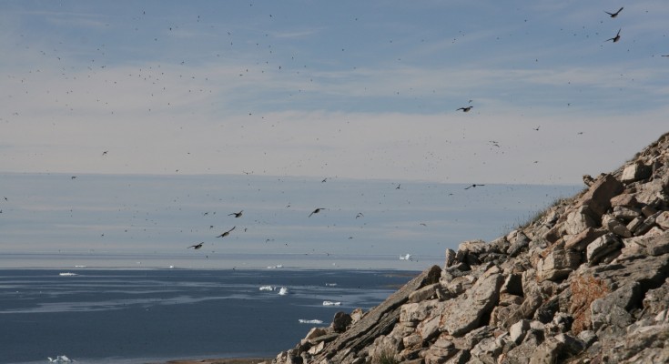 Seabird colony around a cliff in the sea