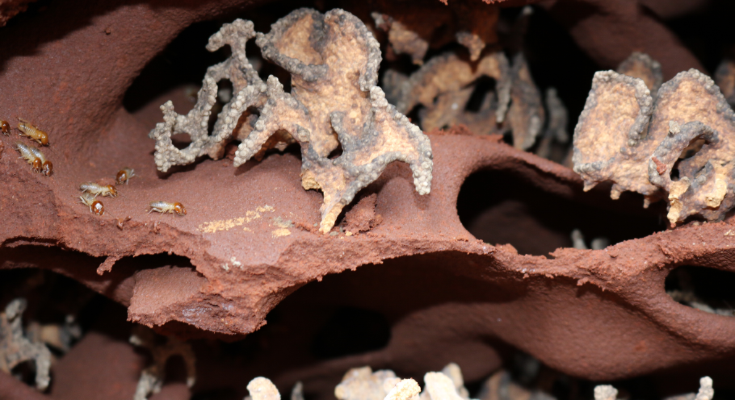 Underground fungus garden chambers in which the fungus comb is maintained by grooming termite workers