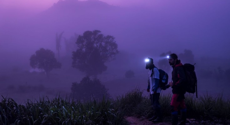 Scientists exploring a field of crops using head torches