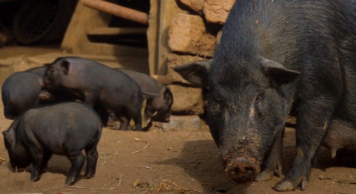 Sow and piglets housed outdoors
