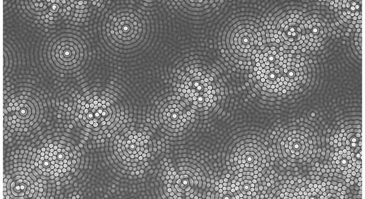 Polystyrene spheres under circularly polarized light 