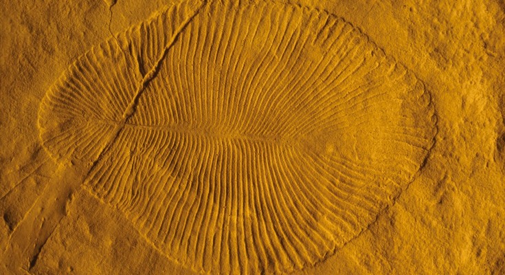 Ediacaran fossil