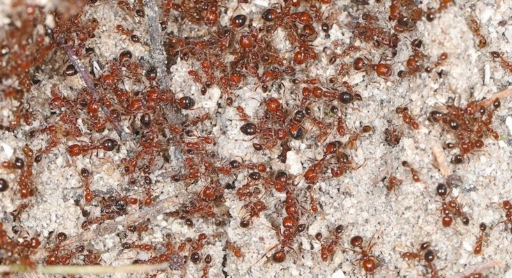 red fire ant Solenopsis invicta. 