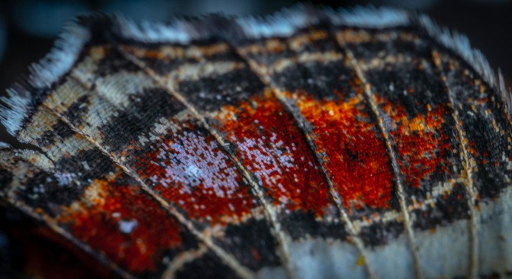 Butterfly wing photo