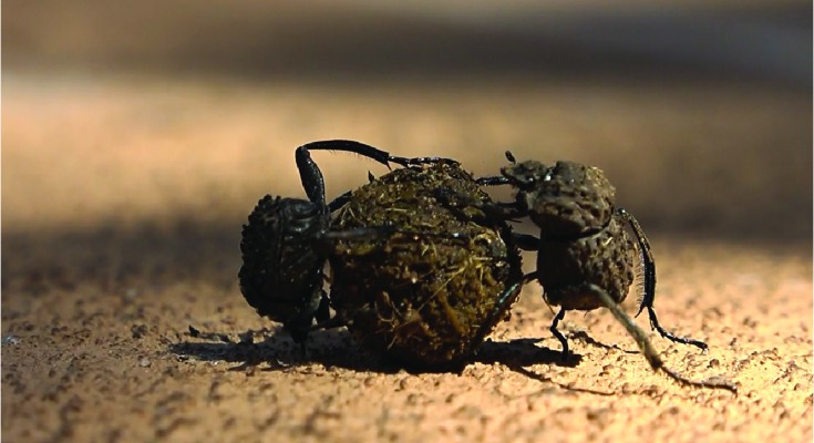 dung beetle