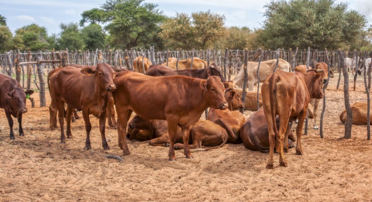 Herd of cows in the kraal at an African farm