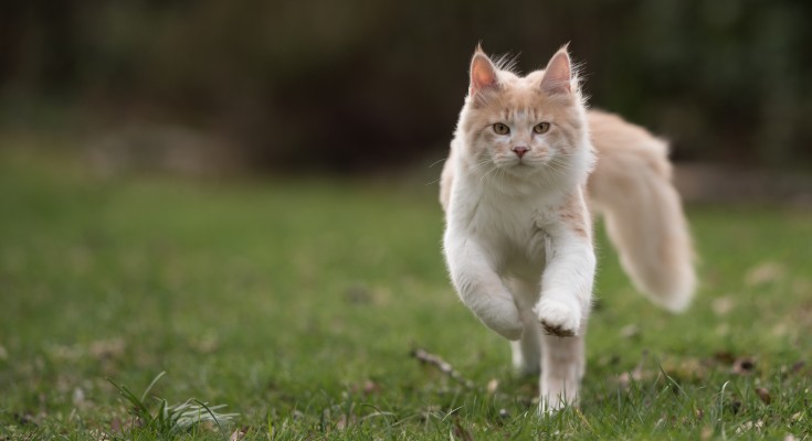   White maine coon cat outdoors running across grass.