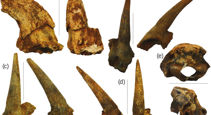 Fossiles de bovins de Kromdraai en Afrique du Sud.  (A) Corne droite d'un mâle. (B) Corne gauche vue d’en face et d’en profil. (C) Corne droite vue d’en face et d’en profil. (D) Corne droite vue d’en face et de l'intérieur. (E) Partie arrière du crâne. 