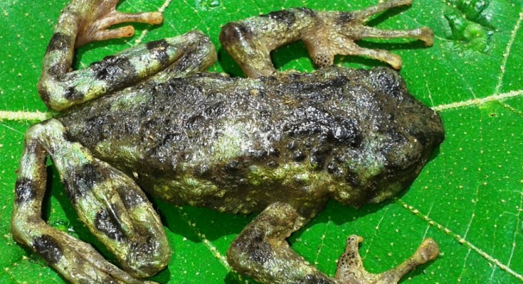 Mount Kenya forest toad Kenyaphrynoides vulcani sp. nov.