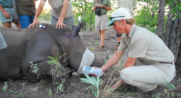 南非Stellenbosch大学动物结核病研究小组的Michele Miller教授正在克鲁格国家公园测试一头犀牛。
