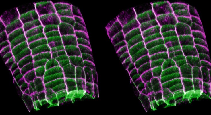  Confocal laser scanning microscopy (CLSM) maximum-intensity projection of lateral root epidermal meristem cells