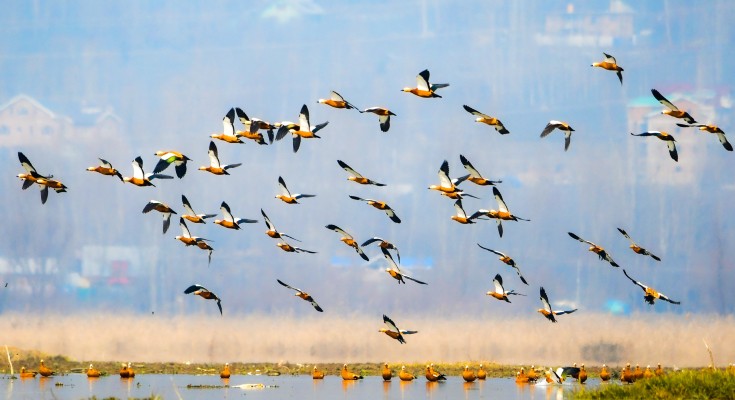 Migratory birds in Hokera wetland of Kashmir
