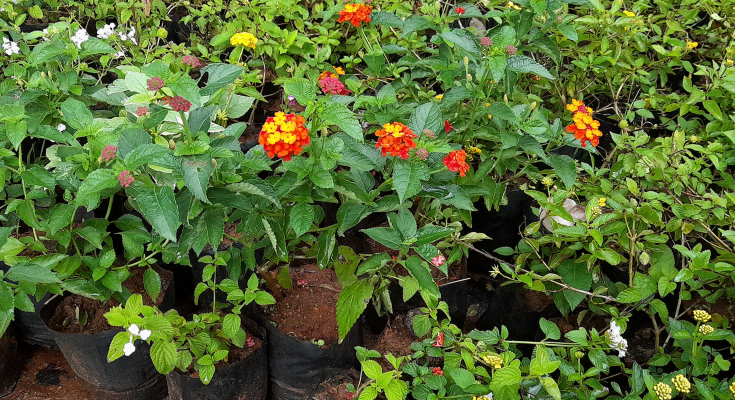 Lantana camara