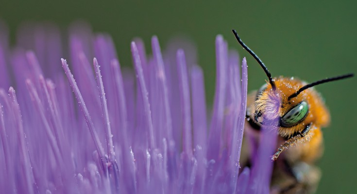 Pollen covered bee sits on flower