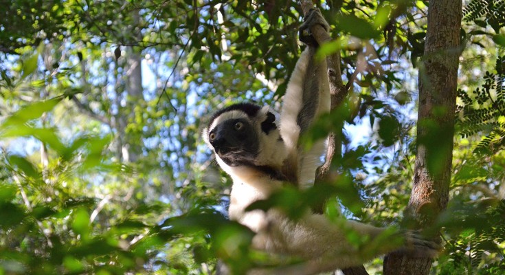 A lemur in a tree