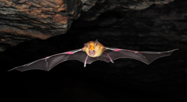 a bat flying in a cave
