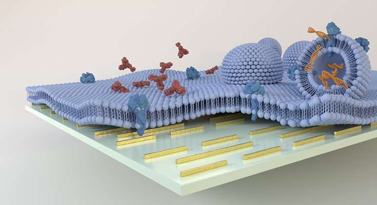 Model of lipid membrane on plasmonic biosensor