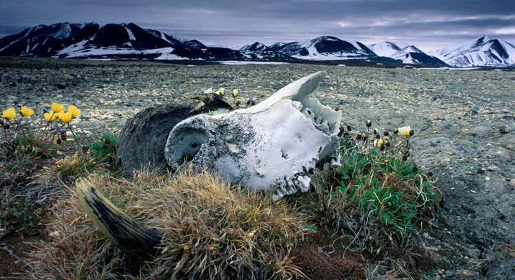 A skull with tusks lies in the middle of a clearing with snow-topped mountains in the background