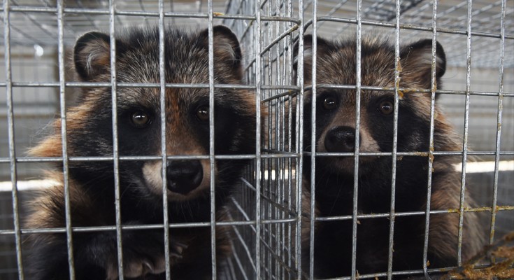 Two racoon-dogs in cages