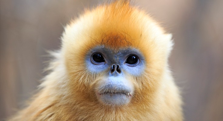 A monkey with yellow fur, blue skin around its eyes and mouth, and a short nose.