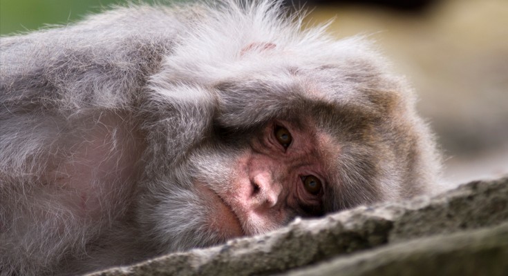 A monkey lies sideways on a tree trunk